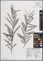 Foto von Salix eleagnos Scop.